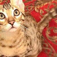 【2026年最新】猫用ケージおすすめ5選｜木製・3段・スリムを徹底比較！安全基地の選び方