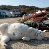 【2026年最新】猫用自動給水器おすすめ5選｜循環式で飲水量UP！泌尿器の健康を守る選び方