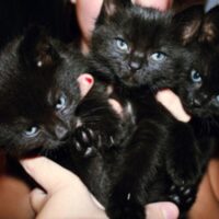 猫が薬を飲まない…嫌がる猫に薬を飲ませるコツ5つ｜錠剤・粉薬・おやつ活用法