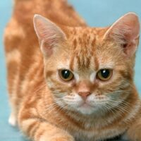 猫を迎える部屋づくり完全ガイド｜安全対策と快適な居場所のつくり方