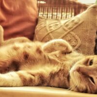 【2026年最新】猫用おやつおすすめ5選｜ちゅ〜る・無添加ジャーキーを用途別に徹底比較
