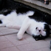 【2026年最新】猫の寒さ対策グッズおすすめ5選｜ヒーター・あったかベッドで冬を快適に