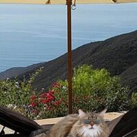 猫の水分不足が招く泌尿器の病気｜膀胱炎・尿路結石を防ぐ飲水量アップ対策7つ