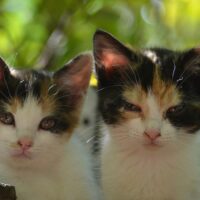 猫が爪切りを嫌がる…暴れる猫の爪を上手に切るコツ7つ｜深爪しない安全なやり方