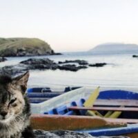 猫の写真