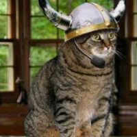 猫の写真