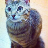 猫の写真