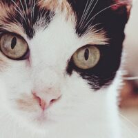 猫の写真