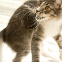 猫の写真