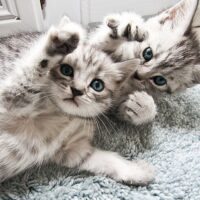 猫の写真