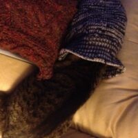 猫の写真