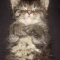 猫の写真