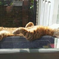 猫の写真