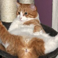 猫の写真