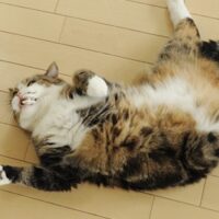 猫の写真