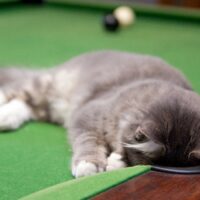 猫の写真