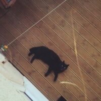清潔な部屋でくつろぐ猫