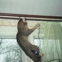 快適な部屋で過ごす猫
