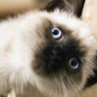 もふもふの猫
