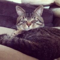 ゆったりくつろぐ猫
