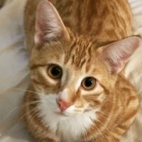 遊びたそうな猫