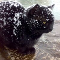 猫の写真