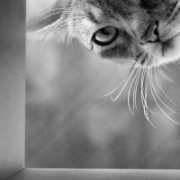 猫の写真