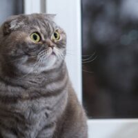 猫の写真