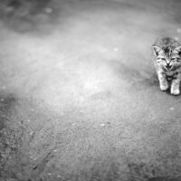 猫の写真