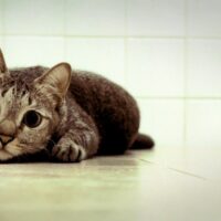 猫の写真