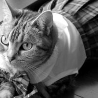 お手入れ後のさっぱりした猫