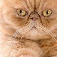 くつろいだ表情の猫