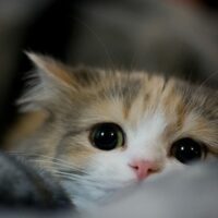 毛づくろいする猫