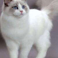 健康管理中の猫