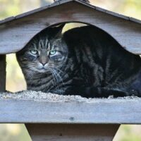 あどけない表情の猫