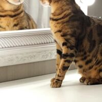 ごはんの時間を待つ猫