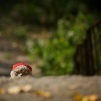 おうちの中で過ごす猫