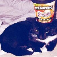 外の様子が気になる猫