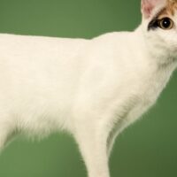好奇心旺盛な猫