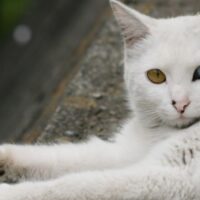 部屋で過ごす猫