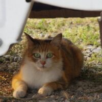 ブラッシング好きな猫