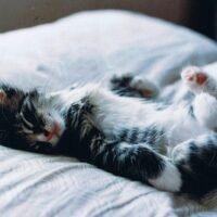 換毛期を迎えた猫