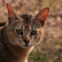 甘えん坊な猫