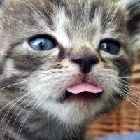遊びたい気分の猫