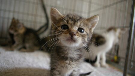 リラックスしている猫