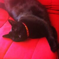 元気に過ごす猫