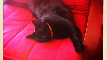 元気に過ごす猫