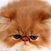 新しい環境に慣れてきた猫