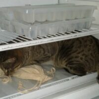 飼い主のそばでくつろぐ猫