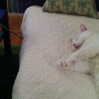 先住猫としてくつろぐ猫